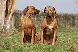 RODESIAN RIDGEBACK 094